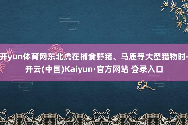 开yun体育网东北虎在捕食野猪、马鹿等大型猎物时-开云(中国)Kaiyun·官方网站 登录入口